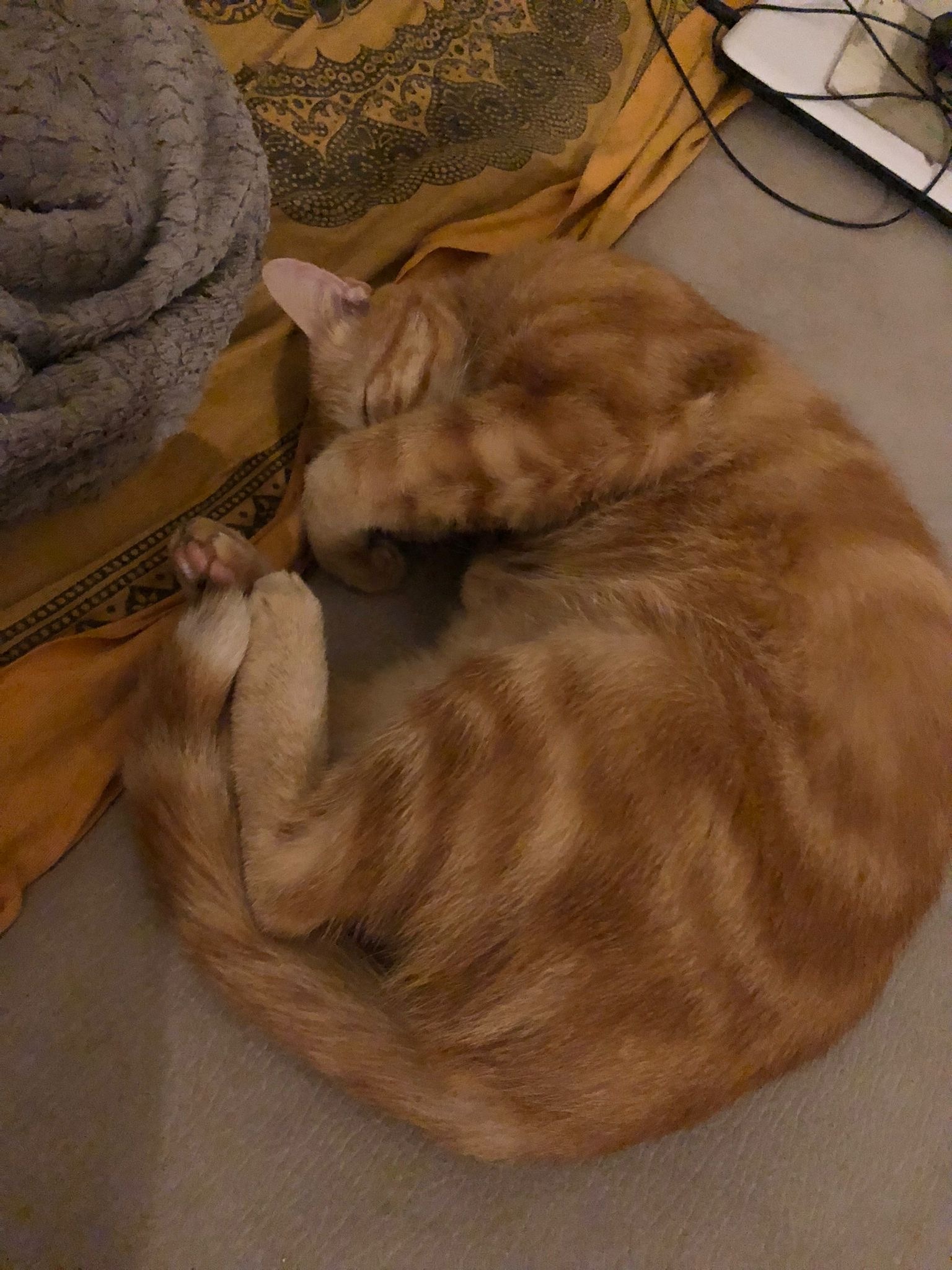 Damiano - Ecublens FR - Fribourg | Club Echangiste