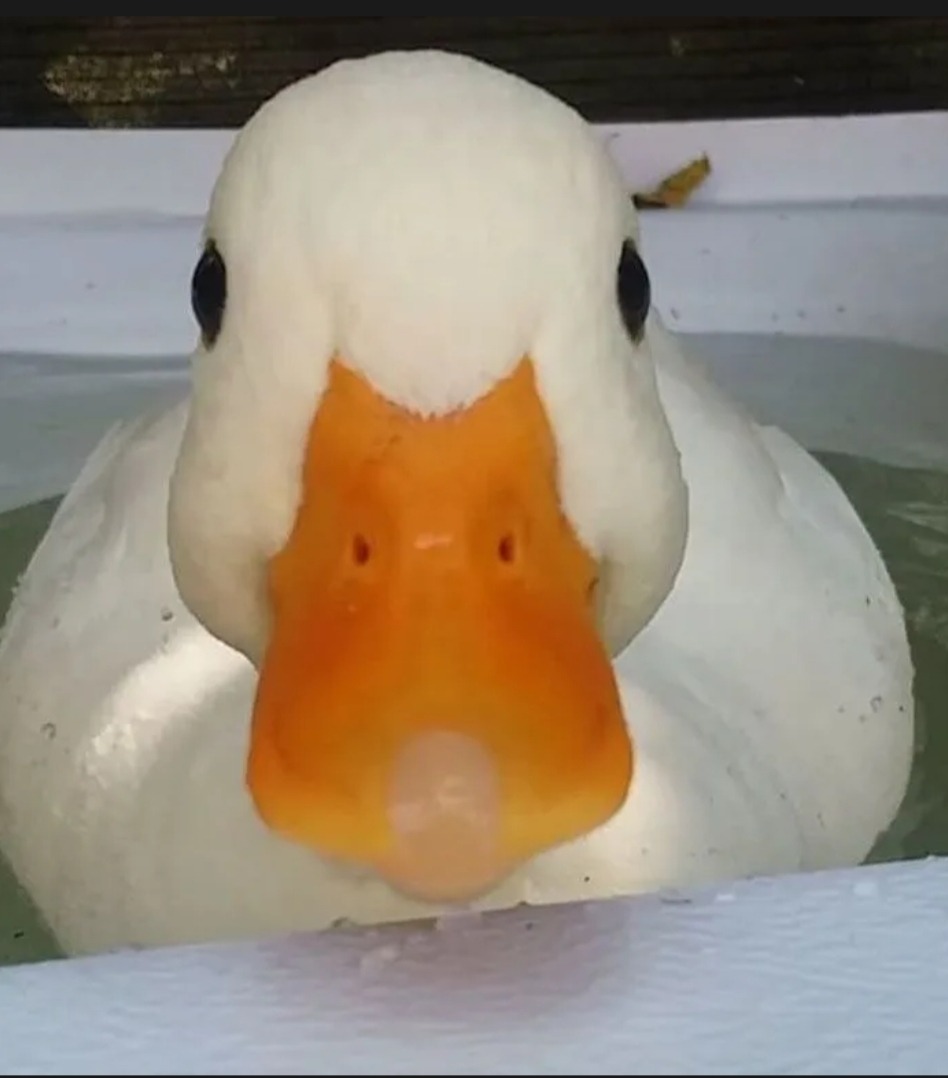 Noah - Gommiswald - Saint-Gall | Club Echangiste