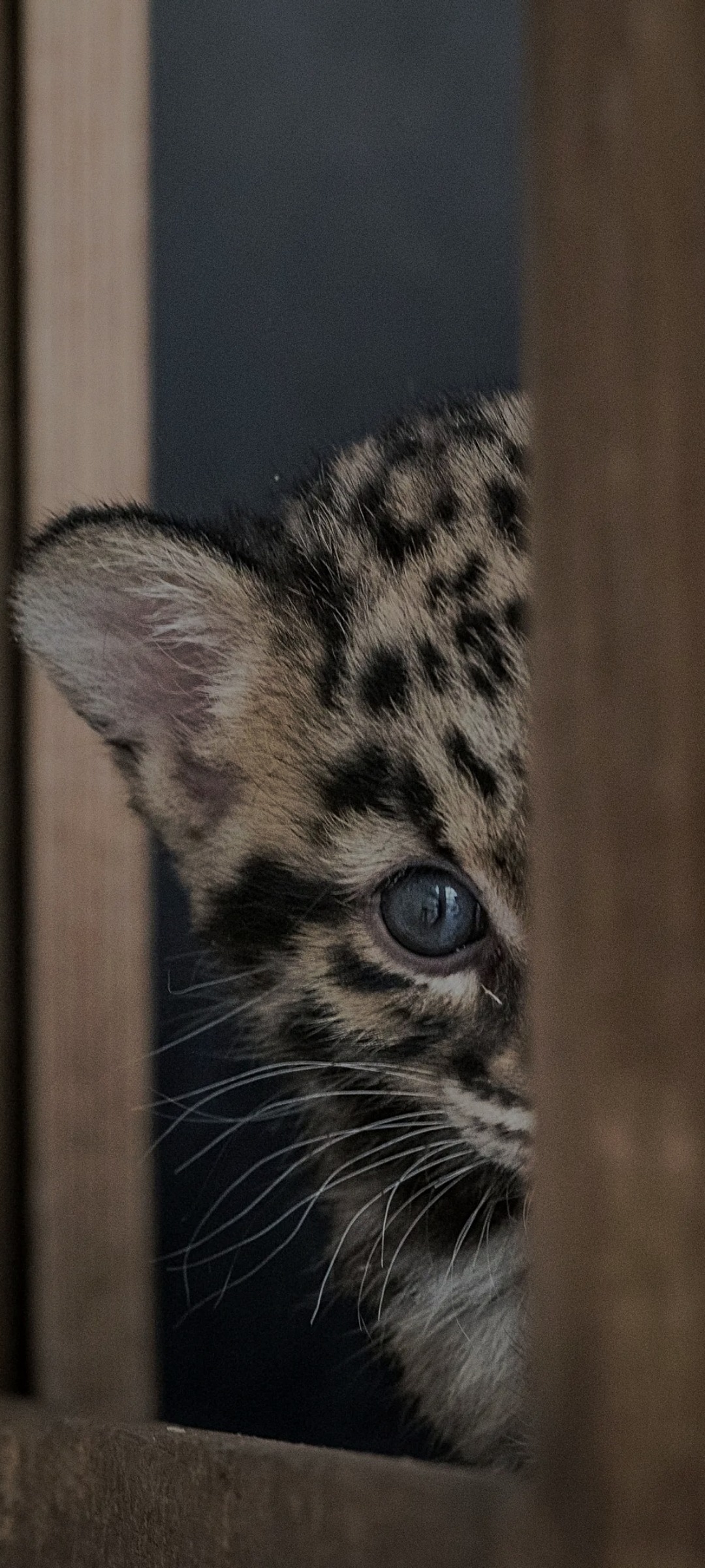 Cole - Torgon - Valais | Club Echangiste